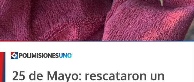 25 de Mayo: rescataron un tucán herido que fue hallado en una vivienda